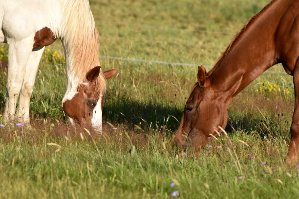 das Säure-Basen-Verhältnis entscheidet über Krankheit oder Gesundheit