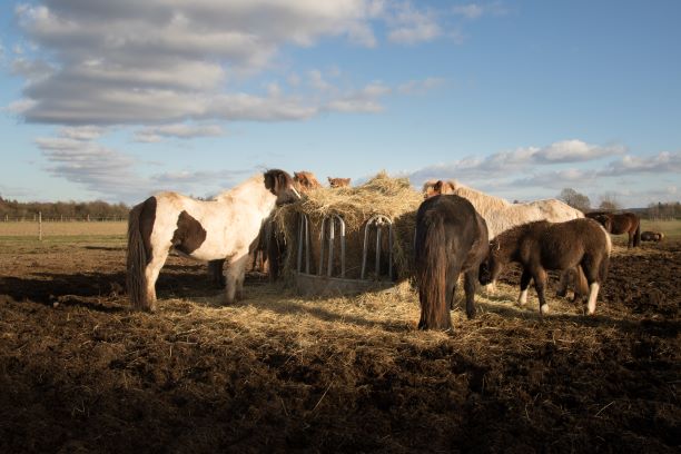 Für Dich Fütterung2